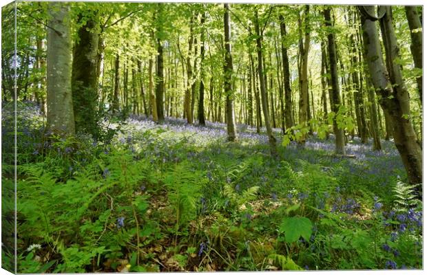Bluebells in Long Wood                             Canvas Print by John Iddles