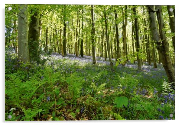 Bluebells in Long Wood                             Acrylic by John Iddles