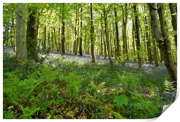 Bluebells in Long Wood                             Print by John Iddles