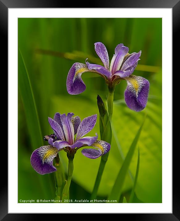 Blue Pond Iris Framed Mounted Print by Robert Murray