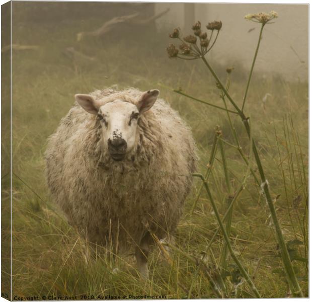 Sheep in the mist  Canvas Print by Claire West