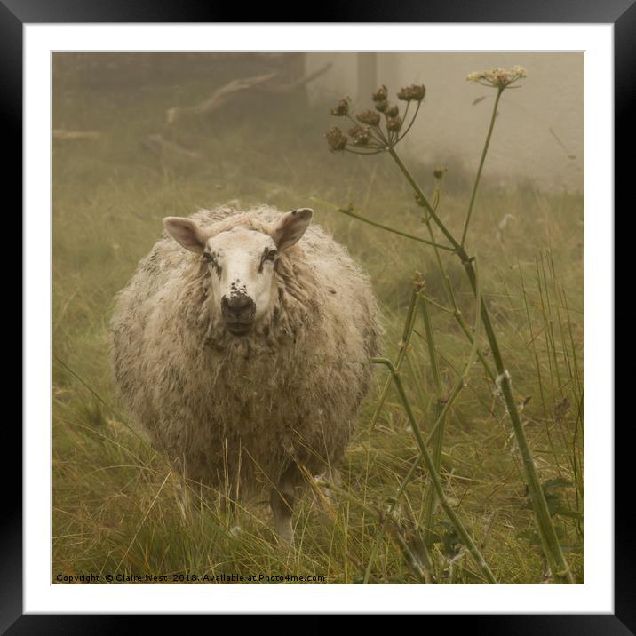 Sheep in the mist  Framed Mounted Print by Claire West