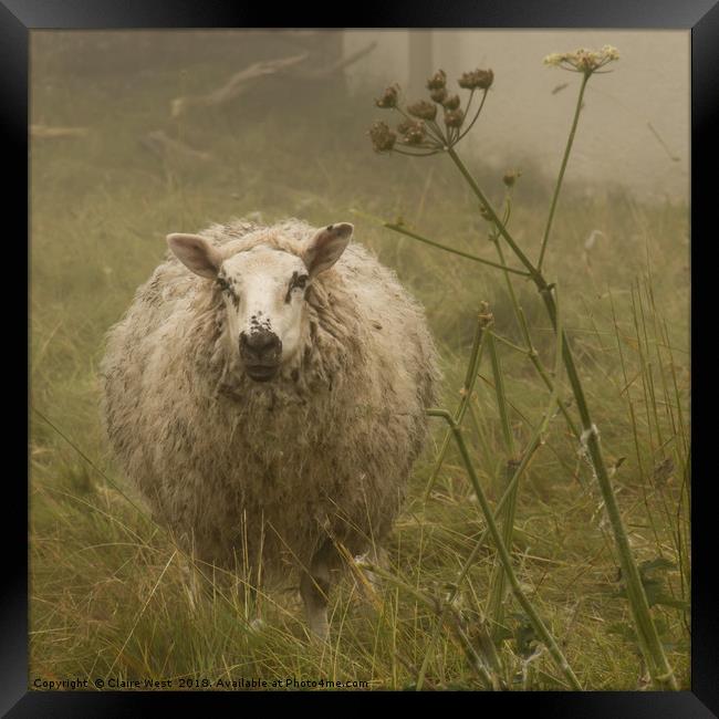 Sheep in the mist  Framed Print by Claire West