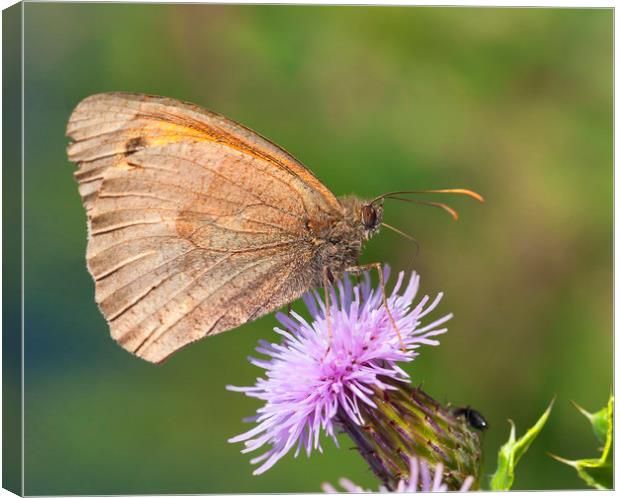 Meadow brown buterfly Canvas Print by Jonathan Thirkell