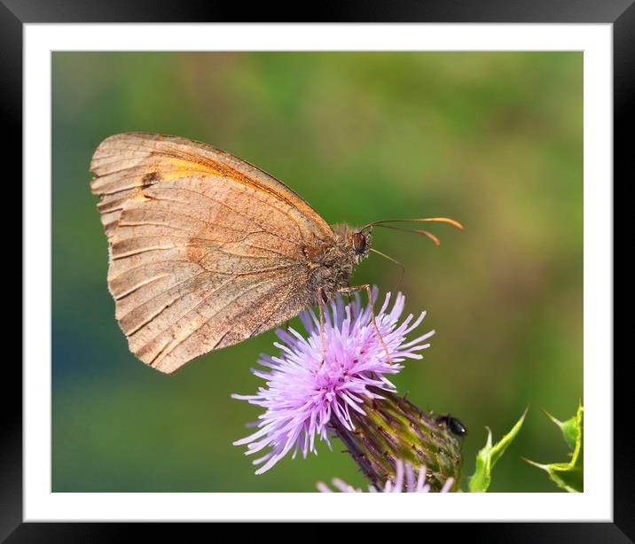 Meadow brown buterfly Framed Mounted Print by Jonathan Thirkell
