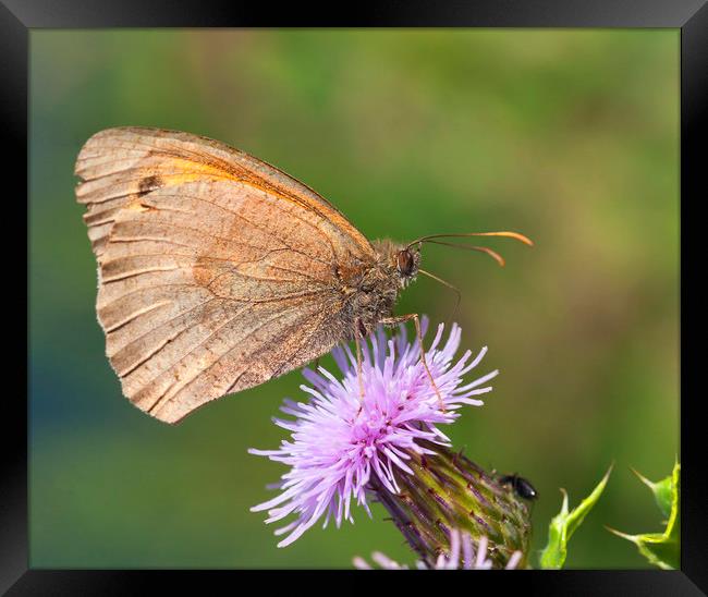 Meadow brown buterfly Framed Print by Jonathan Thirkell