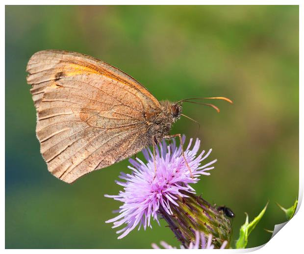 Meadow brown buterfly Print by Jonathan Thirkell