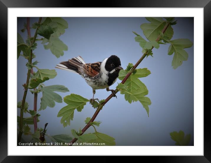 Male Reed Bunting2 Framed Mounted Print by Graeme B