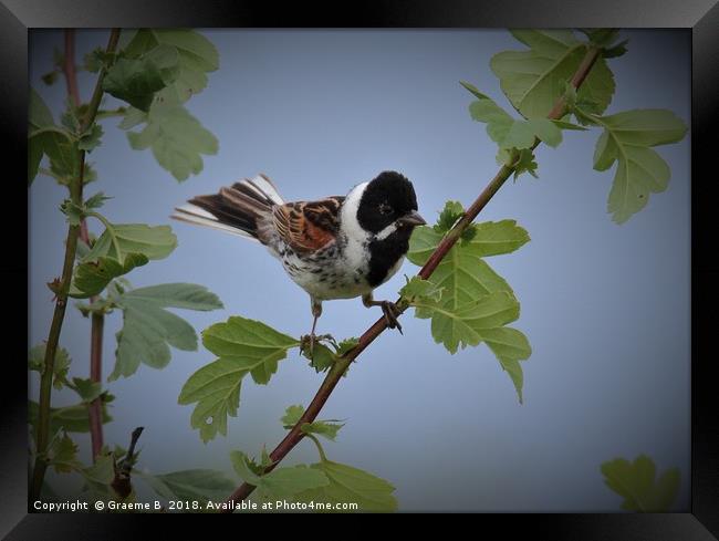 Male Reed Bunting2 Framed Print by Graeme B