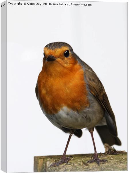 Robin Canvas Print by Chris Day