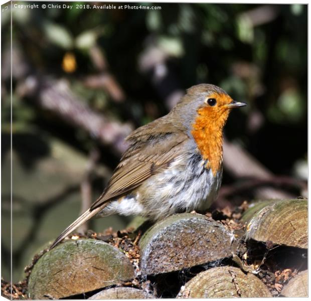 A robin Canvas Print by Chris Day