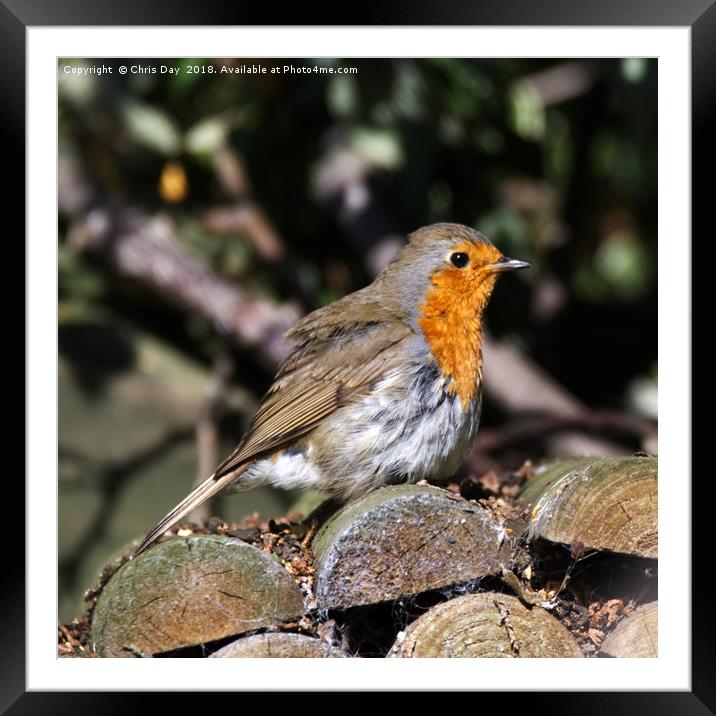 A robin Framed Mounted Print by Chris Day