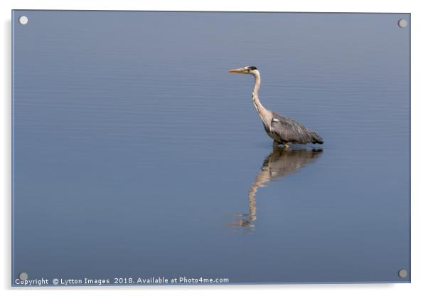 Grey Heron Reflecting Acrylic by Wayne Lytton