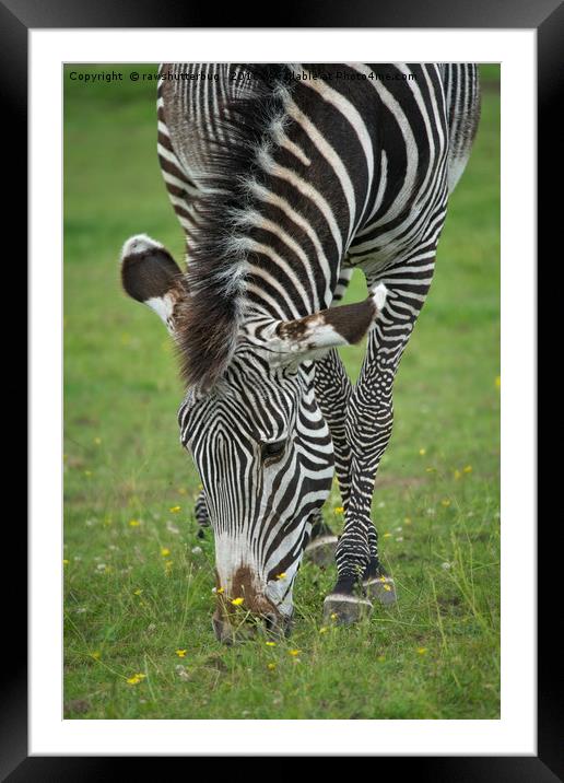 Grazing Zebra Framed Mounted Print by rawshutterbug 