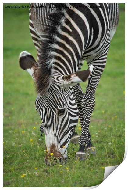 Grazing Zebra Print by rawshutterbug 
