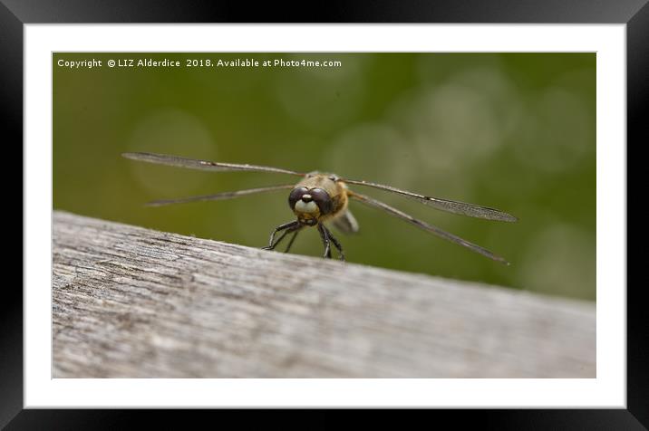 Four Spot Chaser Dragonfly Framed Mounted Print by LIZ Alderdice