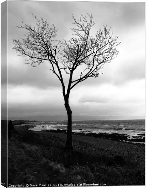 Lonesome tree Canvas Print by Dave Menzies