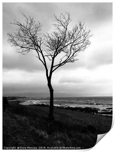 Lonesome tree Print by Dave Menzies
