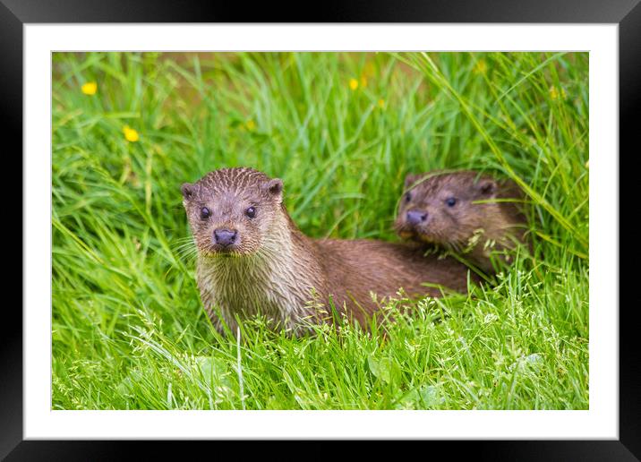 Two young river otters Framed Mounted Print by Steve Mantell