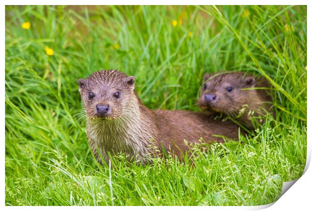 Two young river otters Print by Steve Mantell