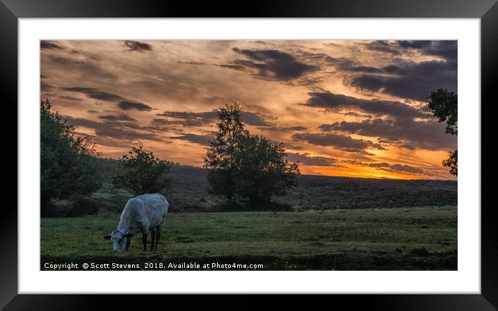 Grazing At Sunrise Framed Mounted Print by Scott Stevens