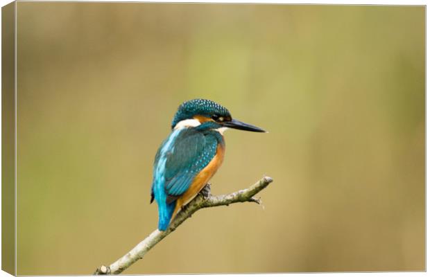 Kingfisher Hunting Canvas Print by Kevin Arscott
