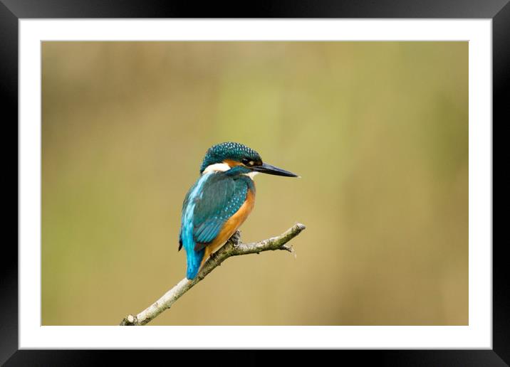 Kingfisher Hunting Framed Mounted Print by Kevin Arscott