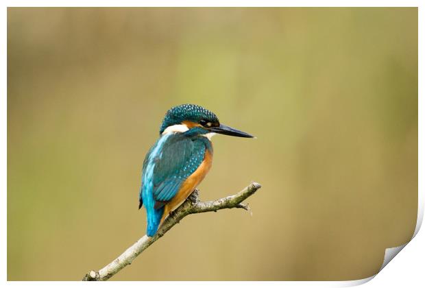 Kingfisher Hunting Print by Kevin Arscott