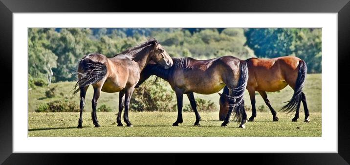 New Forest Ponies Framed Mounted Print by Brian Spooner