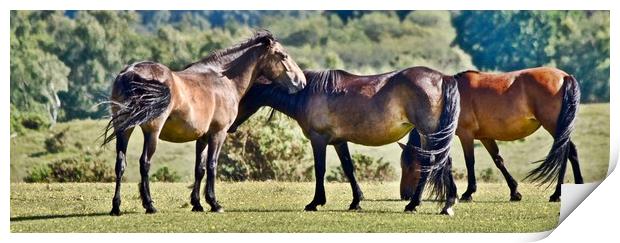 New Forest Ponies Print by Brian Spooner