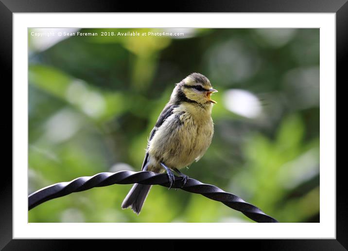 Baby Blue Tit Framed Mounted Print by Sean Foreman