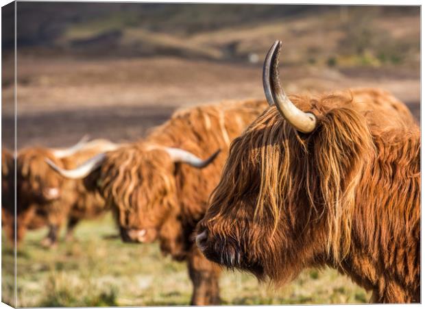 Highland Cows Canvas Print by George Robertson
