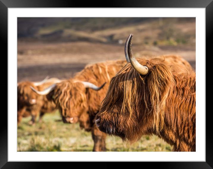 Highland Cows Framed Mounted Print by George Robertson