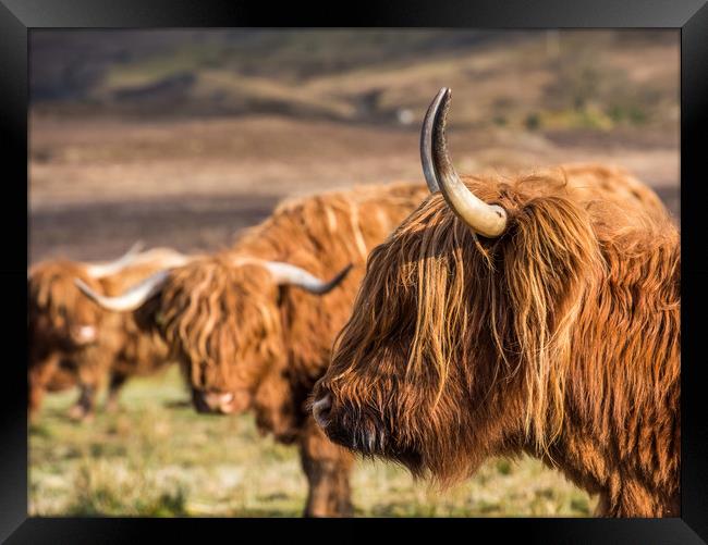 Highland Cows Framed Print by George Robertson
