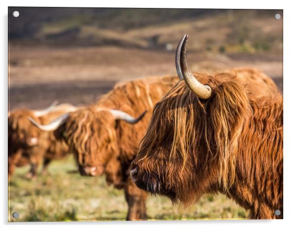 Highland Cows Acrylic by George Robertson