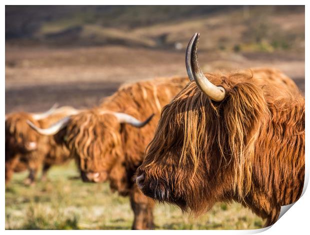 Highland Cows Print by George Robertson