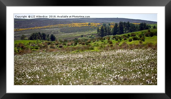 Cotton Grass and Gorse Framed Mounted Print by LIZ Alderdice