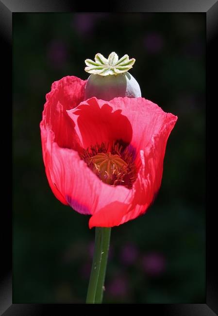 Red Poppy Framed Print by John Iddles