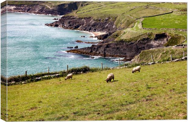 The essence of Ireland with sheep and green pastur Canvas Print by Thomas Baker