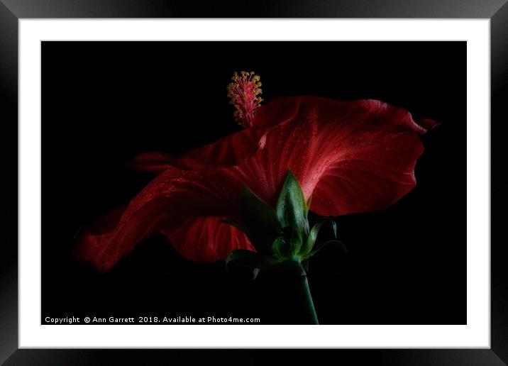Moody Red Hibiscus Framed Mounted Print by Ann Garrett