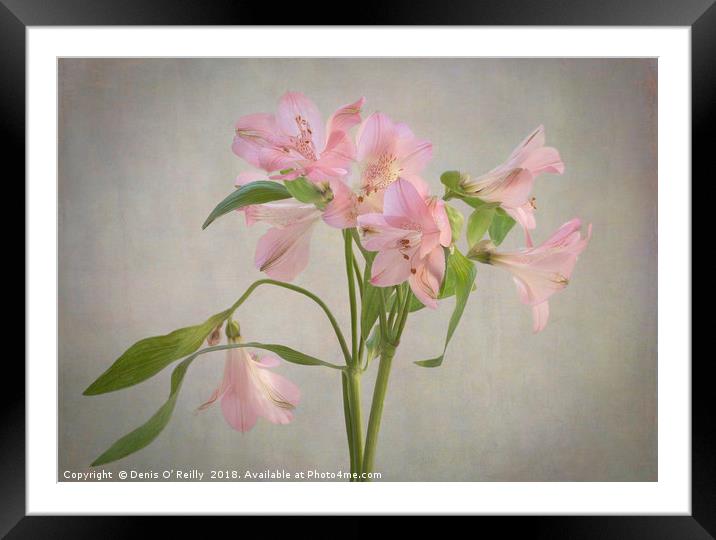 Peruvian Lily Framed Mounted Print by Denis O’ Reilly