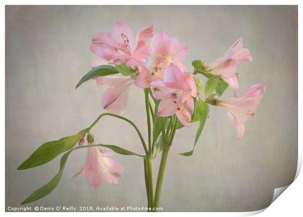 Peruvian Lily Print by Denis O’ Reilly