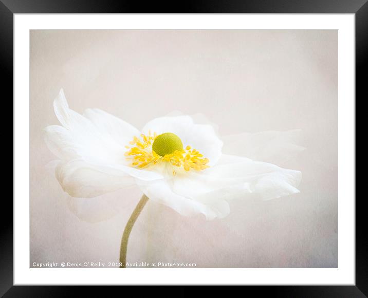 Anemone Framed Mounted Print by Denis O’ Reilly