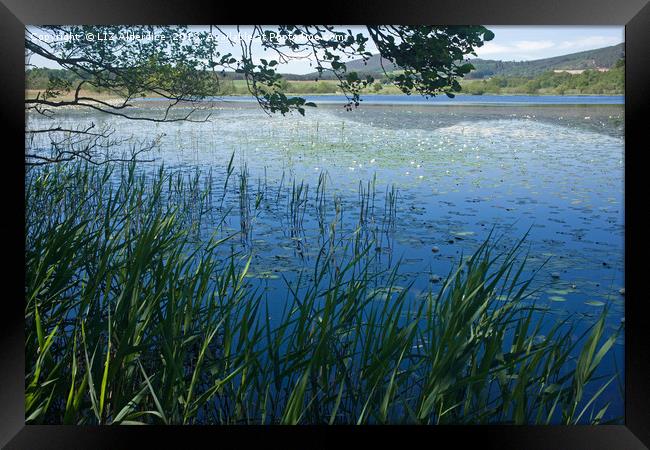 Water Lilies at Loch Beag Framed Print by LIZ Alderdice