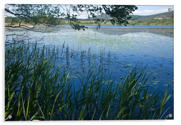 Water Lilies at Loch Beag Acrylic by LIZ Alderdice