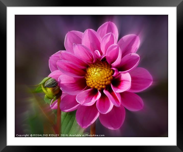 "Bright Pink Dahlia" Framed Mounted Print by ROS RIDLEY