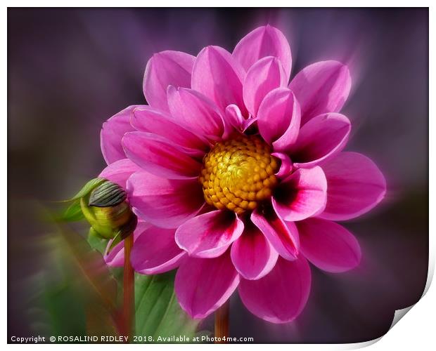 "Bright Pink Dahlia" Print by ROS RIDLEY
