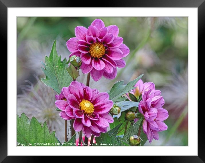 "Pink Dahlia trio" Framed Mounted Print by ROS RIDLEY