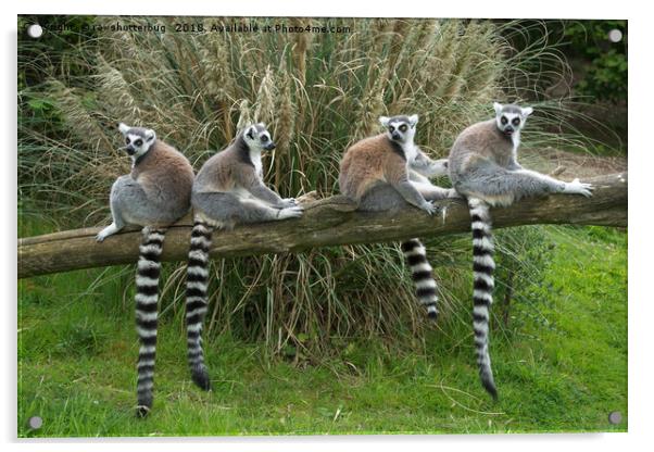 Ring Tail Lemurs Acrylic by rawshutterbug 