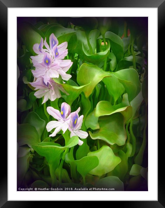 Water Hyacinth Framed Mounted Print by Heather Goodwin